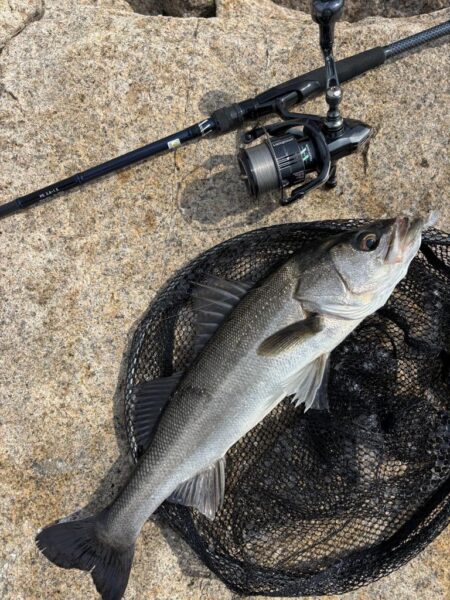 シーバスは釣れる魚でした