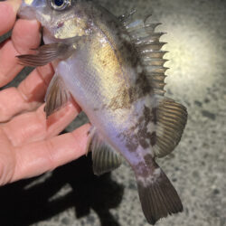 渋い日が続きます