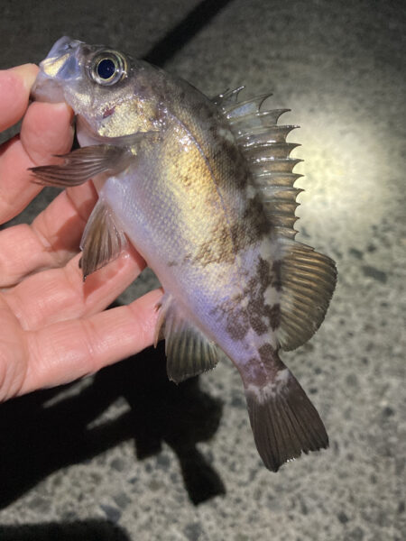 渋い日が続きます