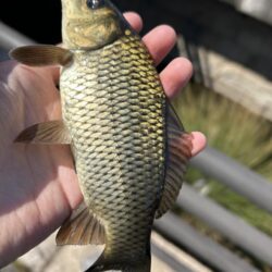 ゲストばっかのティラピア釣り