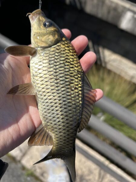 ゲストばっかのティラピア釣り