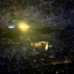 ナマズ開幕確定！！