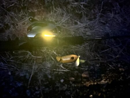 ナマズ開幕確定！！