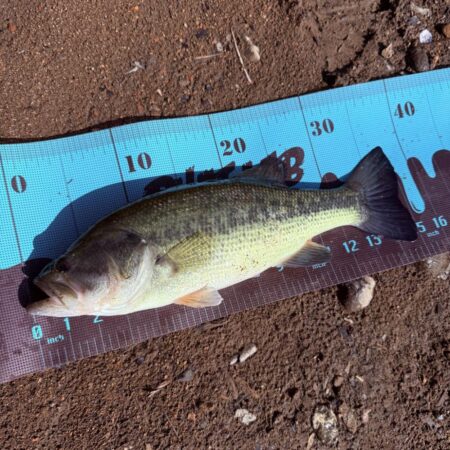 プリスポーン⁉️