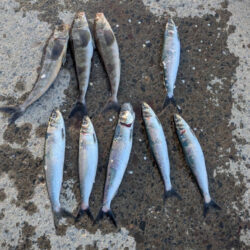 北海道の春　ホッケきょ