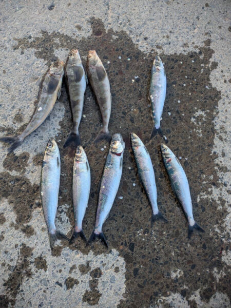 北海道の春　ホッケきょ