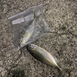 エギングロッドでアジング