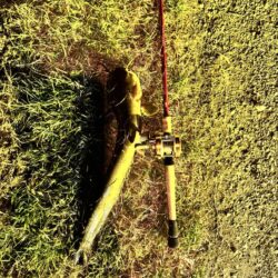 ナマズ釣り！！