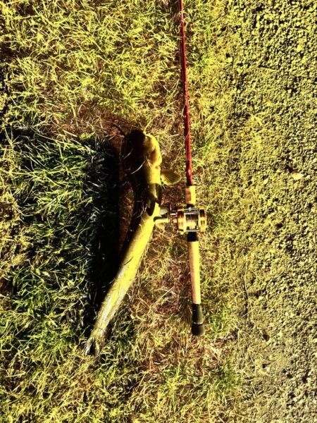 ナマズ釣り！！