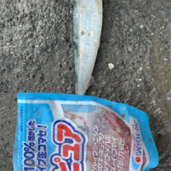 イワシ爆釣なり2nd