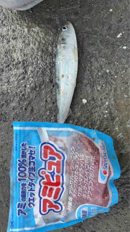 イワシ爆釣なり2nd