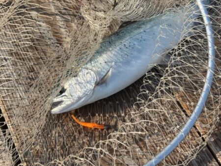 水宝でサーモン釣り｜厳しい！