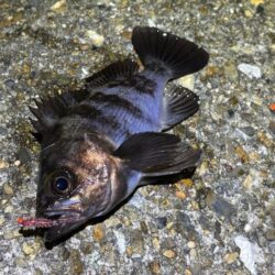 本荘人口島でメバリング｜スプリットで何とか反応！