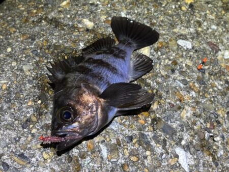 本荘人口島でメバリング｜スプリットで何とか反応！