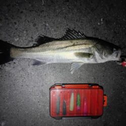 連日の釣果　シーバス２匹