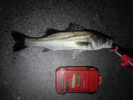 連日の釣果　シーバス２匹