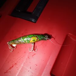 3日連続シーバスの釣果(^^)