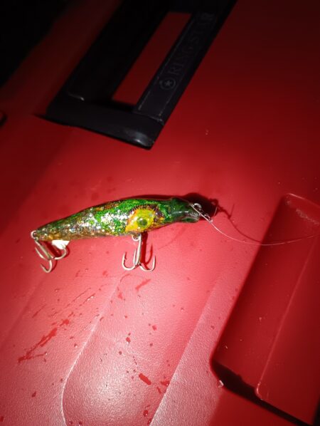 3日連続シーバスの釣果(^^)