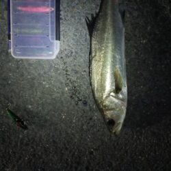 シーバス5匹(43cm〜55cm)