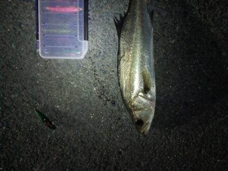 シーバス5匹(43cm〜55cm)