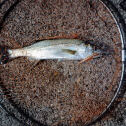 シーバス3匹（45cm〜50cm）