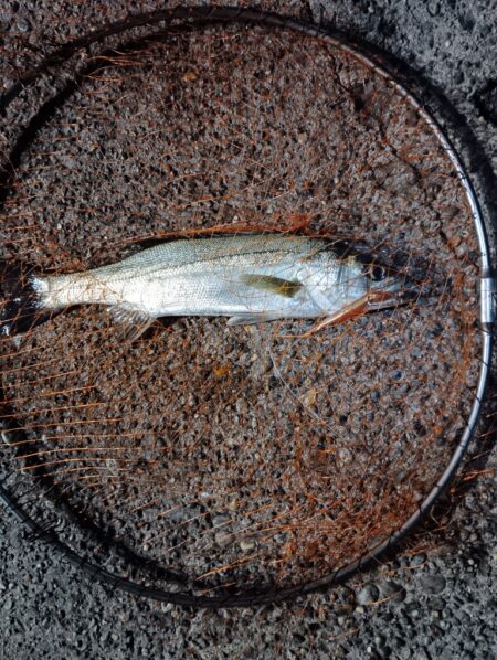 シーバス3匹（45cm〜50cm）