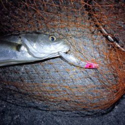 シーバス2匹(42cmと45cm)