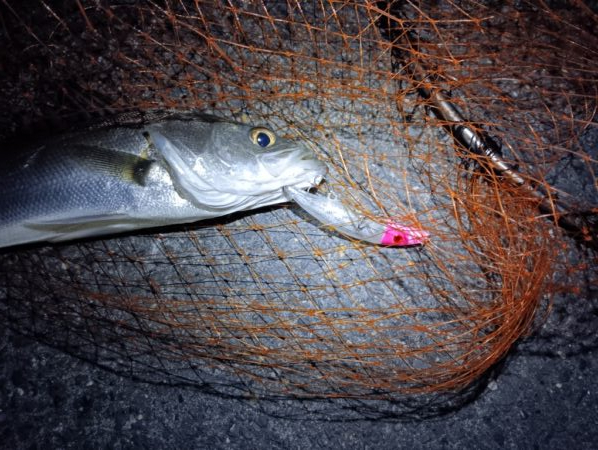 シーバス2匹(42cmと45cm)