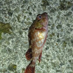 数年ぶりのリベンジへ。