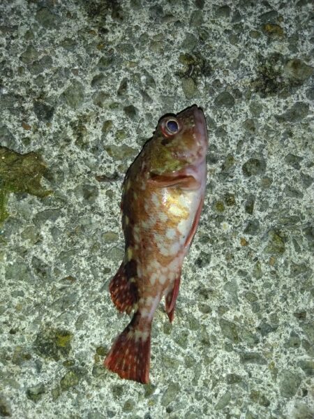 数年ぶりのリベンジへ。