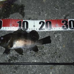 メバリング日和