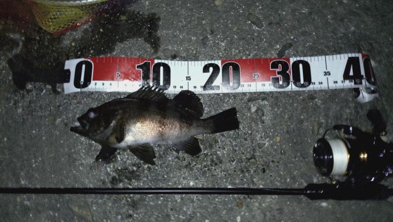 メバリング日和