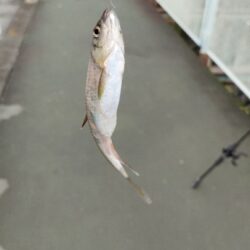 久しぶりにチャビングでカワムツ