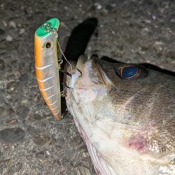 久しぶりの釣行