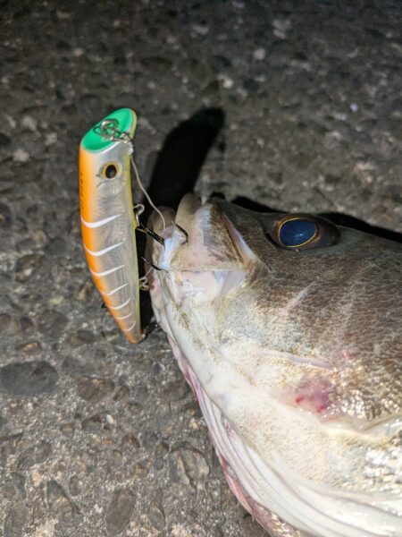 久しぶりの釣行