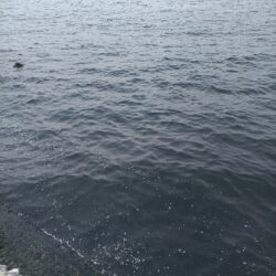 フィッシュイーター不在につき