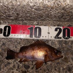 電気ウキ釣り 9