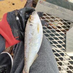 サビキ釣りでアジ