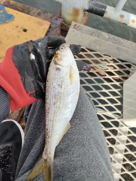 サビキ釣りでアジ