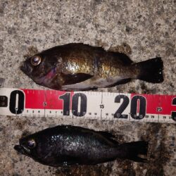 電気ウキ釣り 10