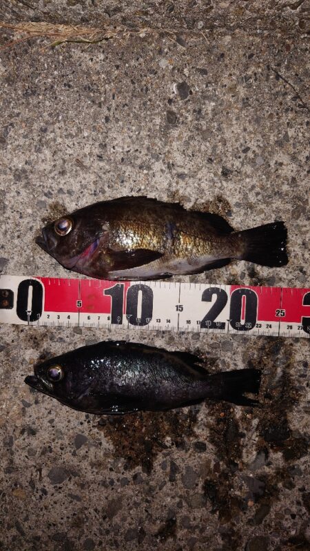 電気ウキ釣り 10