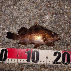 電気ウキ釣り 11