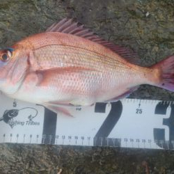 春の遠投カゴ釣り