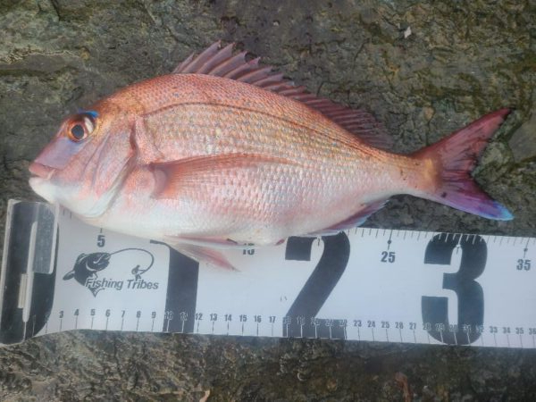 春の遠投カゴ釣り