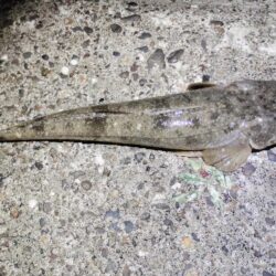 自己新更新。シーバス狙いやけど