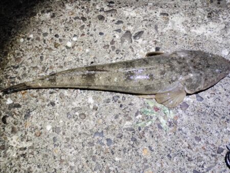 自己新更新。シーバス狙いやけど