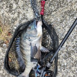 広島市内河川、春チニング