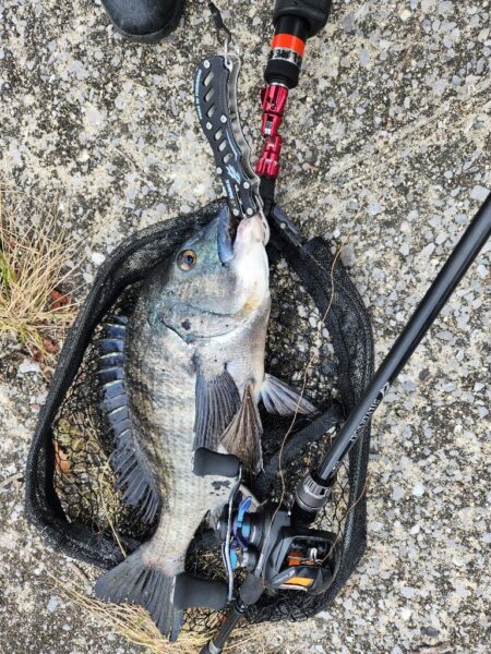 広島市内河川、春チニング