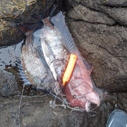 産卵前の荒食い