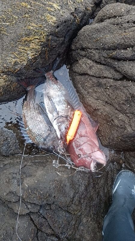 産卵前の荒食い